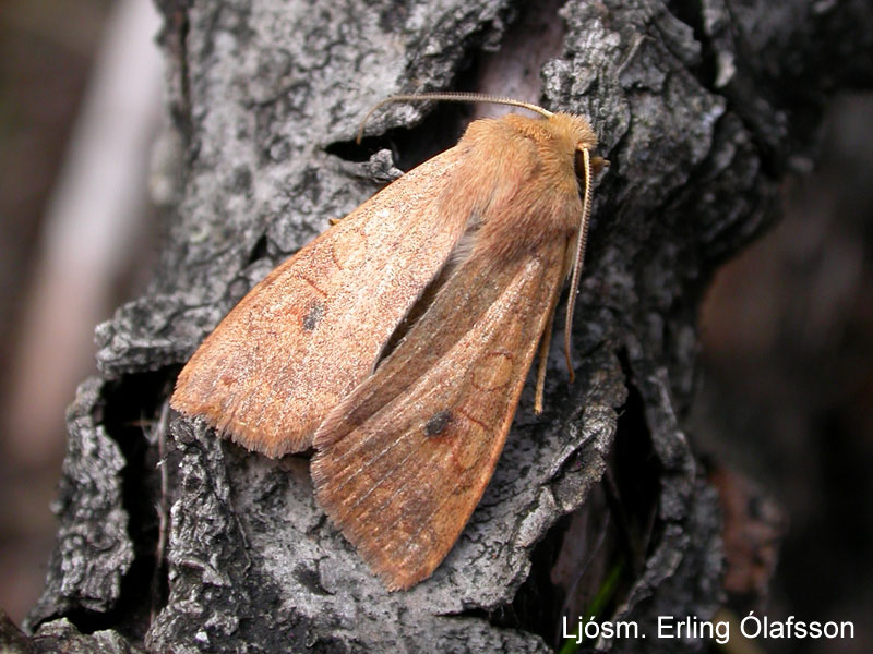 Asparygla - Agrochola circellaris Asparygla - Agrochola circellaris