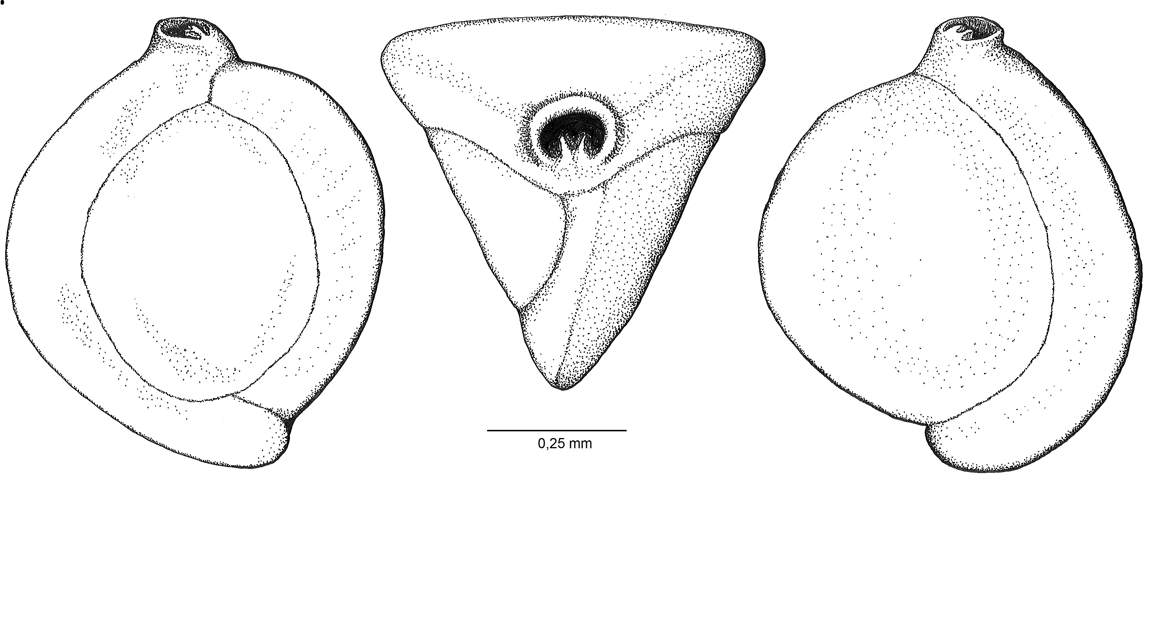 Triloculina tricarinata Náttúrufræðistofnun Íslands
