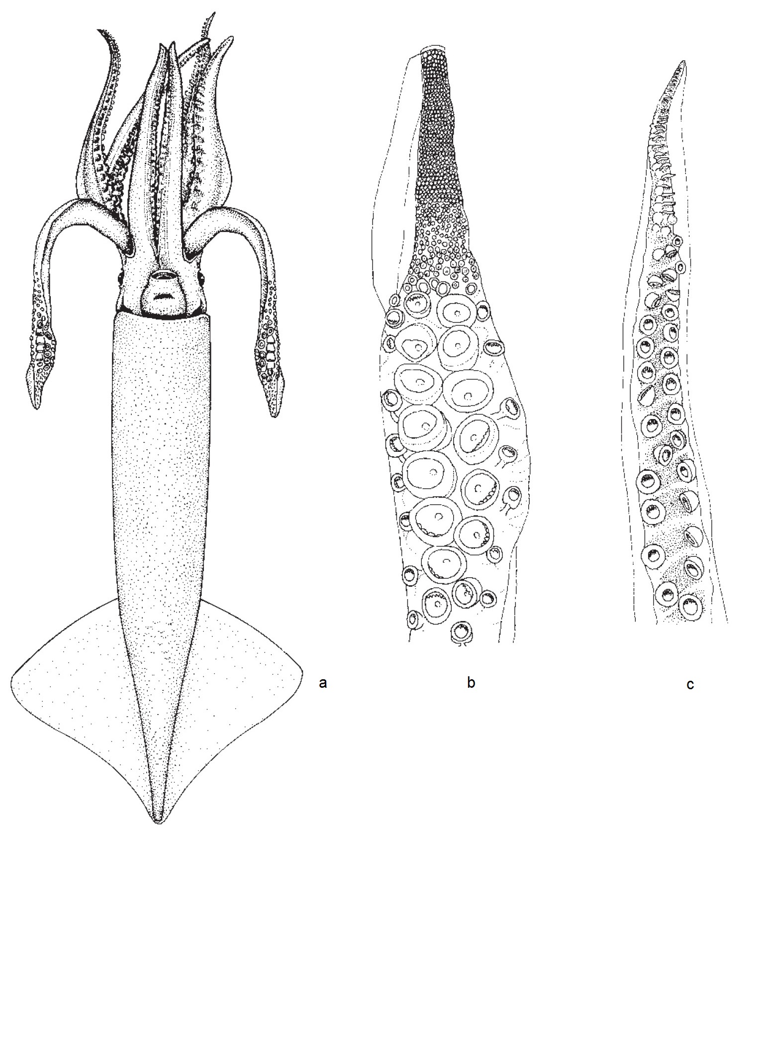Illex illecebrosus Náttúrufræðistofnun Íslands