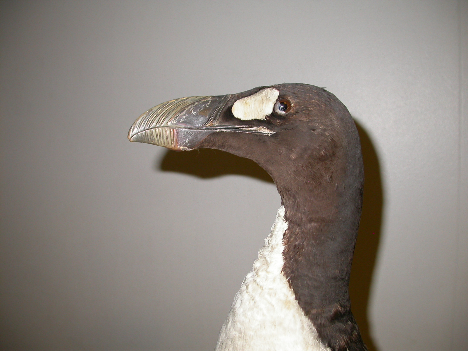 Geirfugl (Pinguinus impennis﻿)