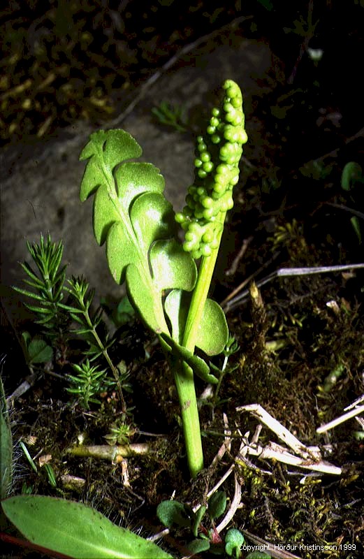 Mynd af Tungljurt (Botrychium lunaria)