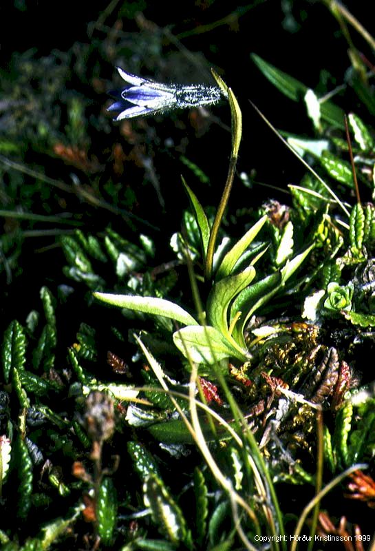 Mynd af Fjallabláklukka (Campanula uniflora)