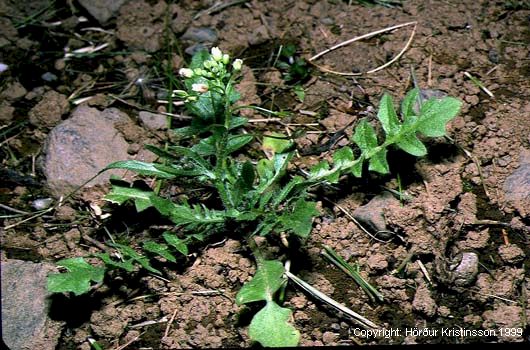 Mynd af Hjartarfi (Capsella bursa-pastoris)