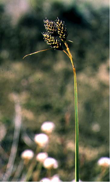 Mynd af Sótstör (Carex atrata)
