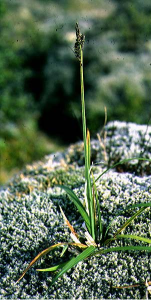 Mynd af Stinnastör (Carex bigelowii)