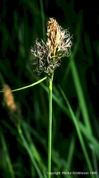 Mynd af Vorstör (Carex caryophyllea)