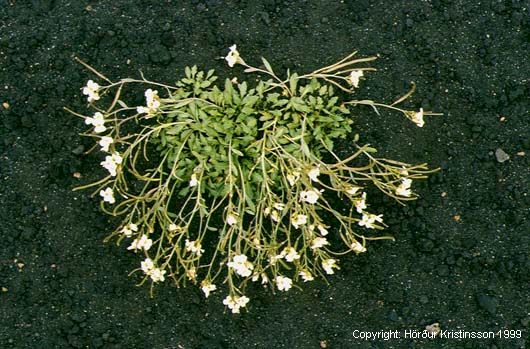 Mynd af Melablóm (Arabidopsis petraea)