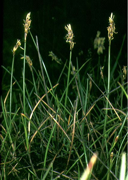 Mynd af Sérbýlisstör (Carex dioica)