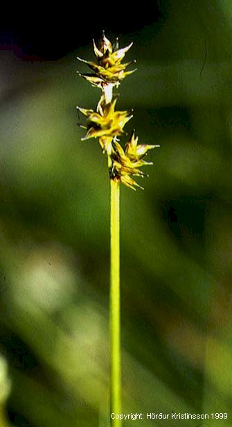 Mynd af Ígulstör (Carex echinata)
