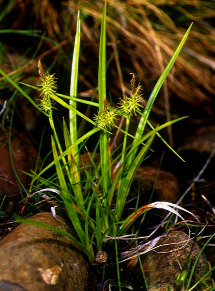 Mynd af Trjónustör (Carex flava)