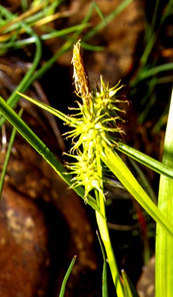 Mynd af Trjónustör (Carex flava)