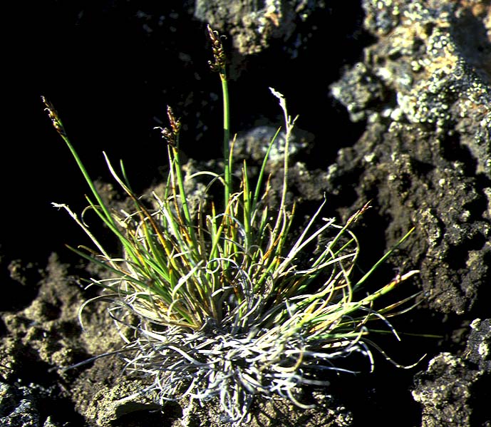 Mynd af Dvergstör (Carex glacialis)