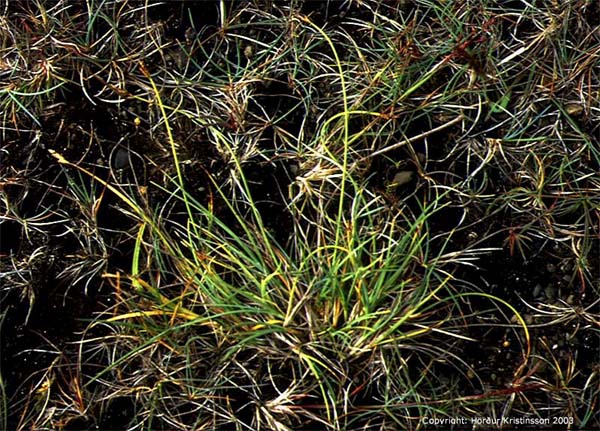 Mynd af Heigulstör (Carex glareosa)