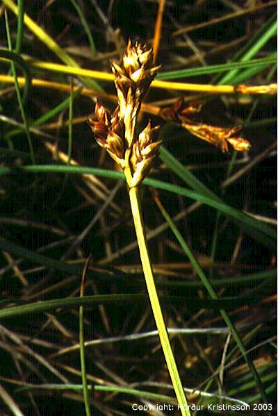 Mynd af Heigulstör (Carex glareosa)