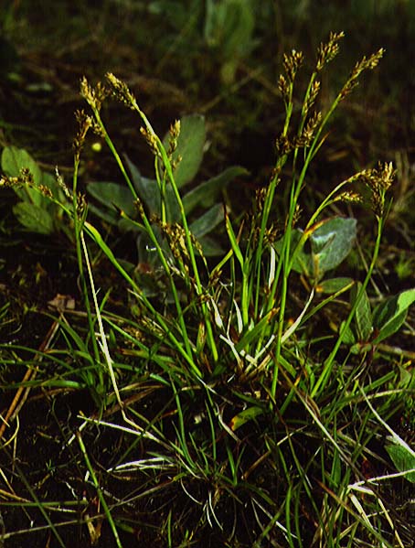Mynd af Toppastör (Carex krausei)