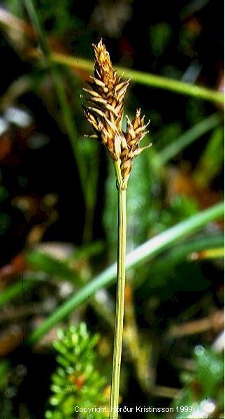Mynd af Rjúpustör (Carex lachenalii)