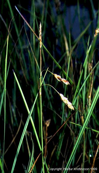 Mynd af Flóastör (Carex limosa)