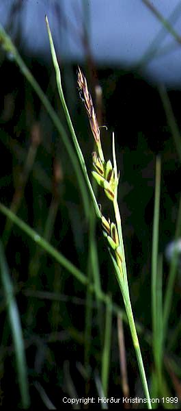 Mynd af Fölvastör (Carex livida)