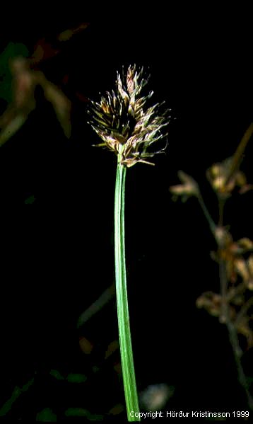 Mynd af Kollstör (Carex macloviana)
