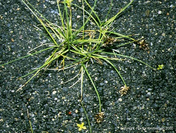 Mynd af Bjúgstör (Carex maritima)