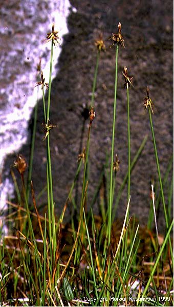 Mynd af Broddastör (Carex microglochin)