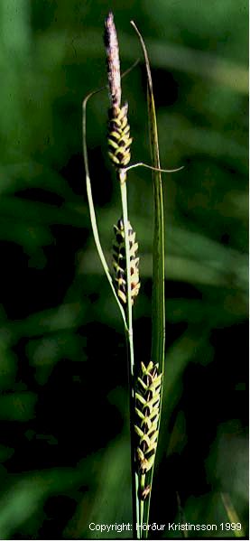 Mynd af Mýrastör (Carex nigra)