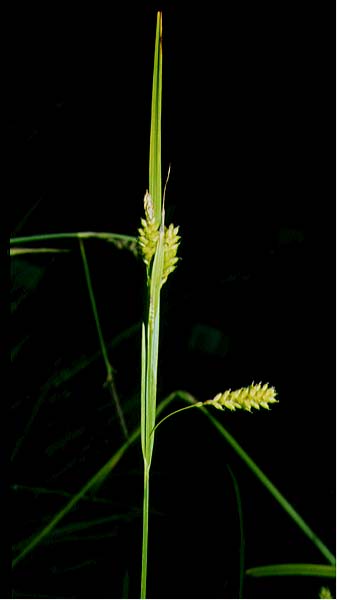 Mynd af Gljástör (Carex pallescens)