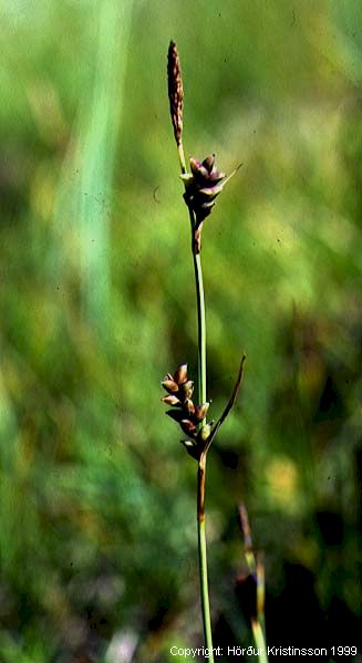 Mynd af Belgjastör (Carex panicea)