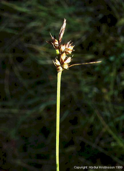 Mynd af Dúnhulstrastör (Carex pilulifera)