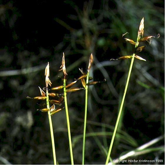 Mynd af Hagastör (Carex pulicaris)