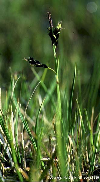 Mynd af Hengistör (Carex rariflora)