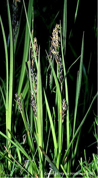 Mynd af Marstör (Carex ramenskii)