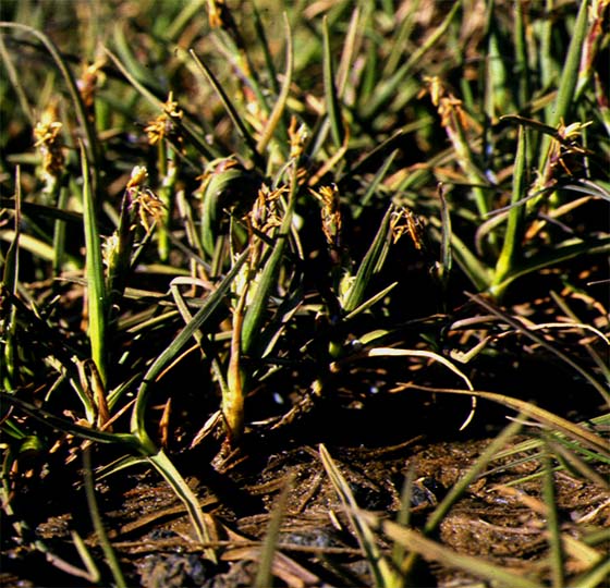 Mynd af Flæðastör (Carex subspathacea)