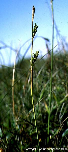 Mynd af Slíðrastör (Carex vaginata)