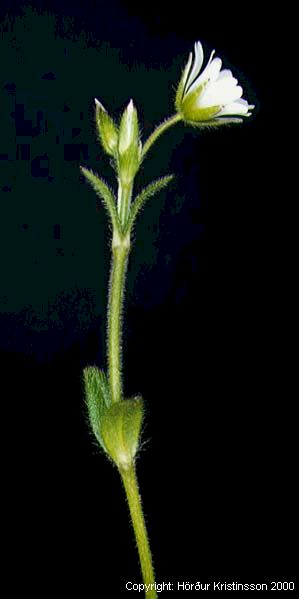 Mynd af Vegarfi (Cerastium fontanum)
