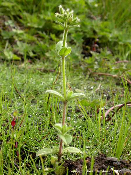 Mynd af Hnoðafræhyrna (Cerastium glomeratum)