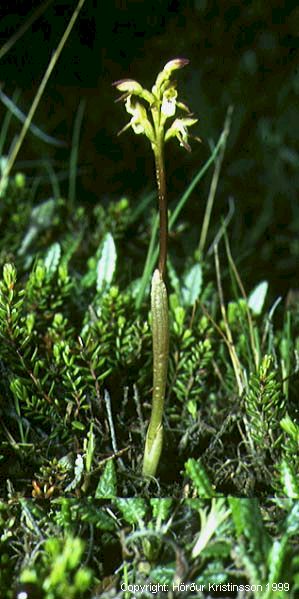 Mynd af Kræklurót (Corallorhiza trifida)