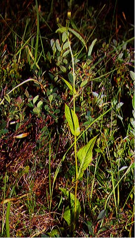 Mynd af Hjartafífill (Crepis paludosa) Mynd af Hjartafífill (Crepis paludosa)