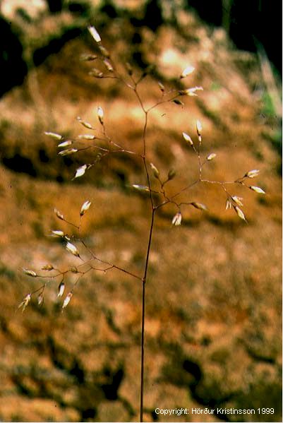 Mynd af Bugðupuntur (Avenella flexuosa)
