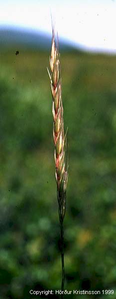 Mynd af Kjarrhveiti (Elymus alopex)