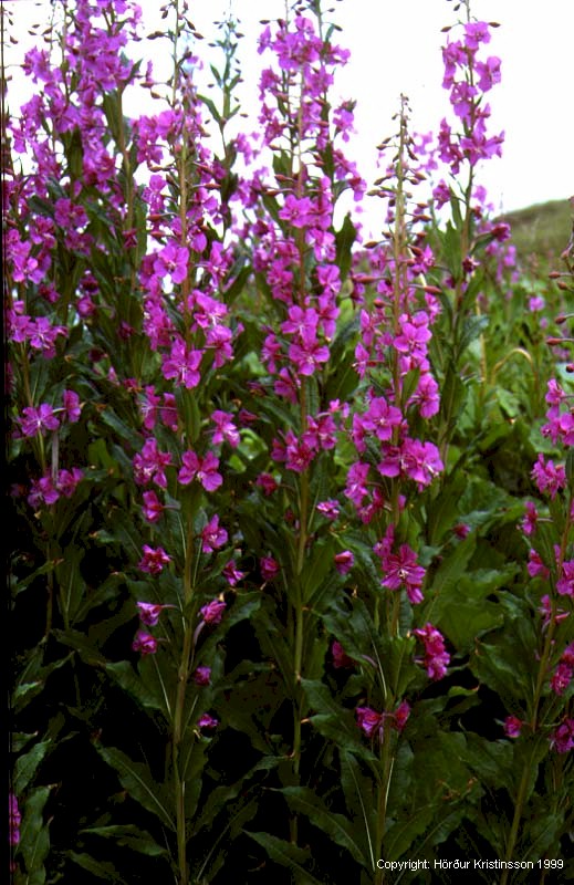 Mynd af Sigurskúfur (Chamerion angustifolium) Mynd af Sigurskúfur (Chamerion angustifolium)