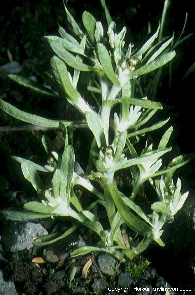 Mynd af Grámygla (Gnaphalium uliginosum)