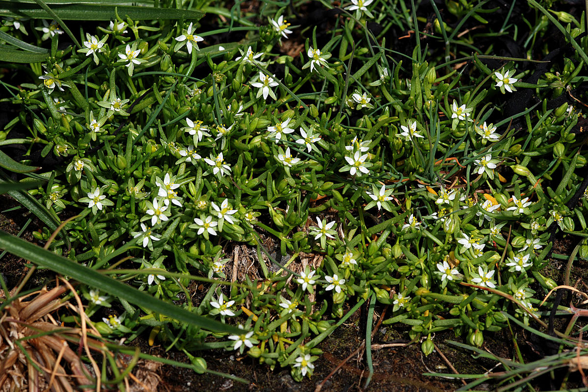 Flæðaskurfa (Spergularia salina)