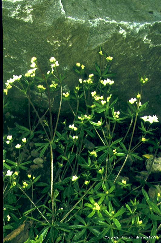 Mynd af Laugamaðra (Galium uliginosum)
