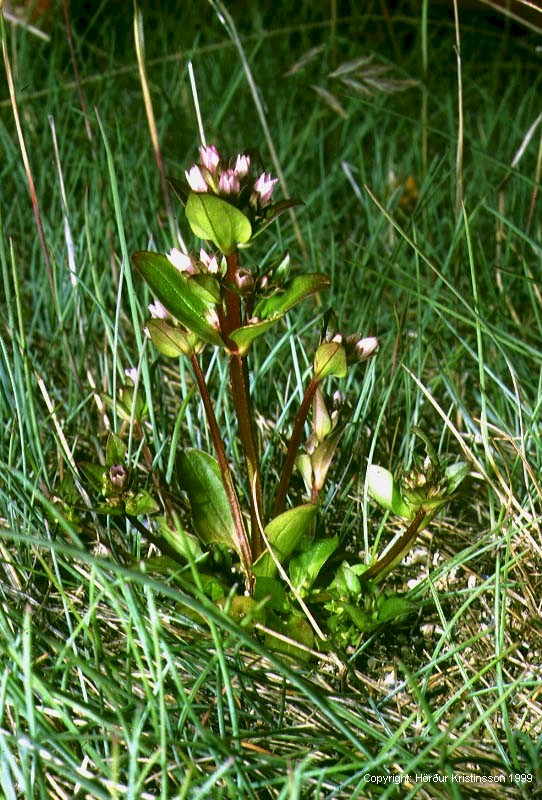 Mynd af Gullvöndur (Gentianella aurea)