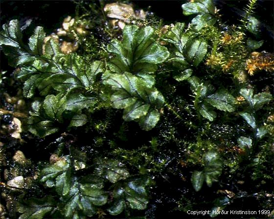 Mynd af Mosaburkni (Hymenophyllum wilsonii)