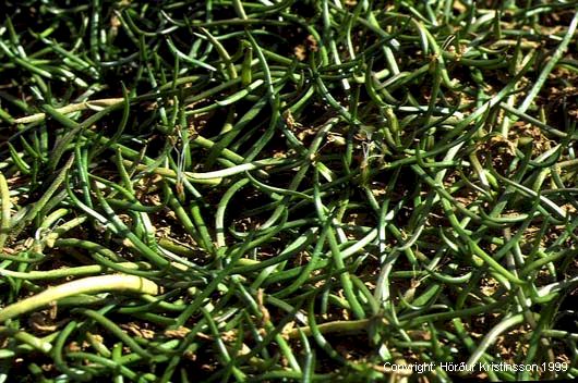 Mynd af Tjarnalaukur (Littorella uniflora)