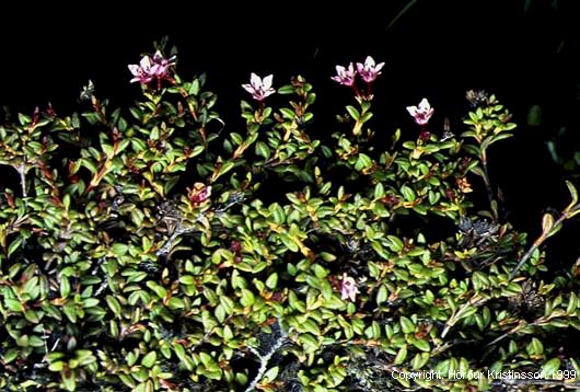 Mynd af Sauðamergur (Loiseleuria procumbens)