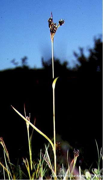 Mynd af Vallhæra (Luzula multiflora)