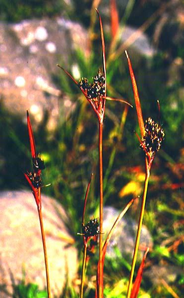 Mynd af Dökkhæra (Luzula sudetica)